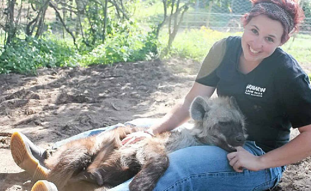Libby got to know and love the park's two hyenas which were brought in from another animal park when they were three weeks old. Libby got to know and love the park's two hyenas which were brought in from another animal park when they were three weeks old.